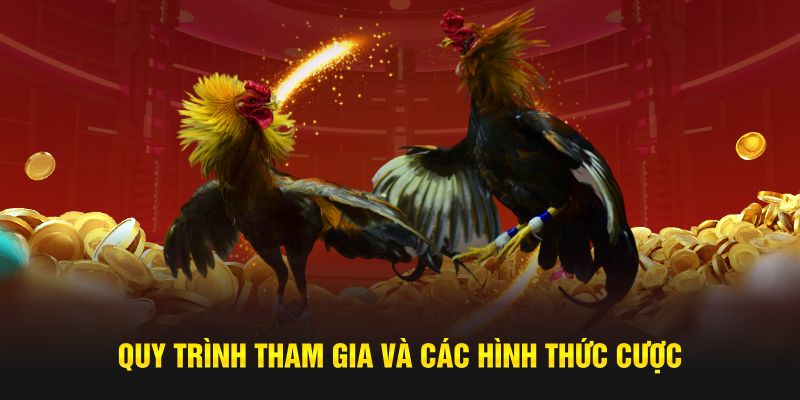 Quy trình tham gia và các hình thức cược